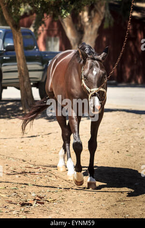 Cavallo essendo guidato da una derivazione per esercitare nel granaio cantiere Foto Stock