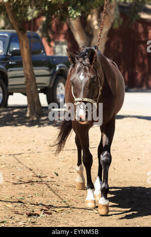 Cavallo essendo guidato da una derivazione per esercitare nel granaio cantiere Foto Stock