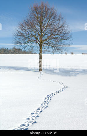 Winterlandschaft, Taunus, Foto Stock