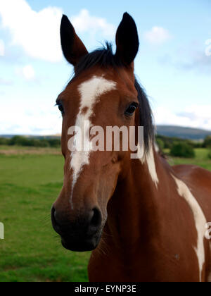 Ritratto di un cavallo, REGNO UNITO Foto Stock