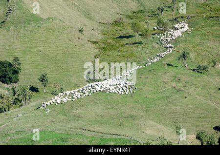 Pecore sulla collina, Glenburn, Wairarapa, Isola del nord, Nuova Zelanda Foto Stock