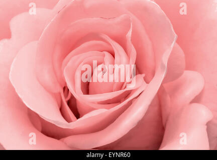 Primo piano presenta il nucleo del fiore e petali di rose belle delicato colore rosa pallido Foto Stock