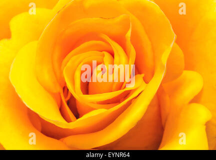 Primo piano presenta il nucleo del fiore e petali di rose bella morbida di colore giallo Foto Stock