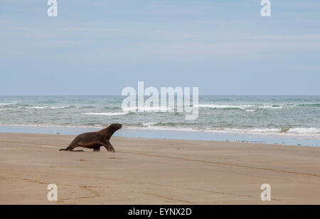 Sea Lion di camminare sulla spiaggia, Otago, Isola del Sud, Nuova Zelanda Foto Stock