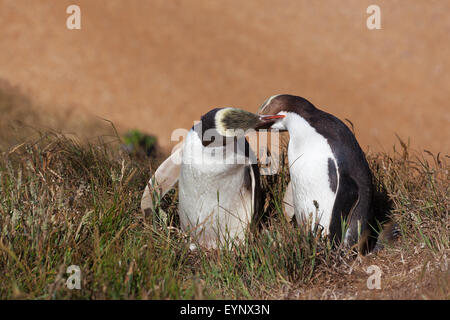 Due giallo Eyed pinguini kissing, Isola del Sud, Nuova Zelanda Foto Stock