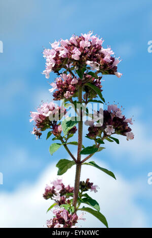 Possiedi; Origanum vulgare; origano; Wilder; Majoran; Foto Stock