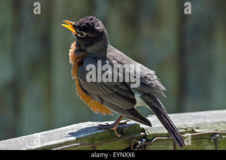 American Robin (Turdus migratorius) seduto su una recinzione Foto Stock