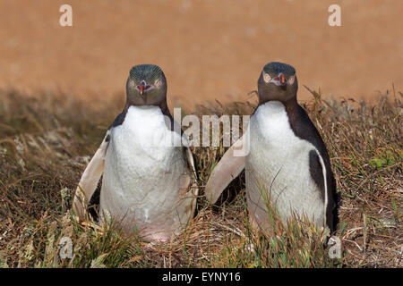 Due giallo Eyed pinguini guardando dritto verso la fotocamera, Isola del Sud, Nuova Zelanda Foto Stock