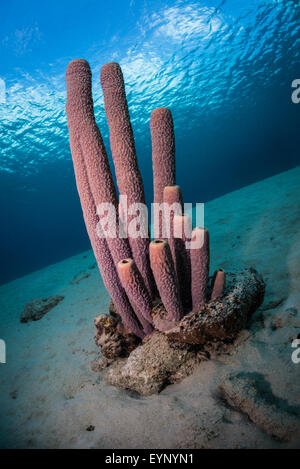 Spugne tubo (Kallypilidion sp.) sulla Bari Reef, Bonaire, Antille olandesi Foto Stock