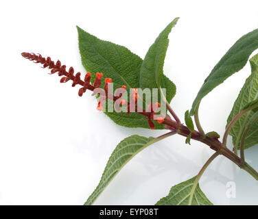 Salbei Gedraengter, Salvia confertiflora, Heilpflanzen, Foto Stock