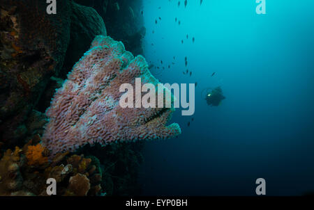 La donna si avvicina subacqueo vaso azzurro spugna, Bari Reef, Bonaire, Antille olandesi Foto Stock