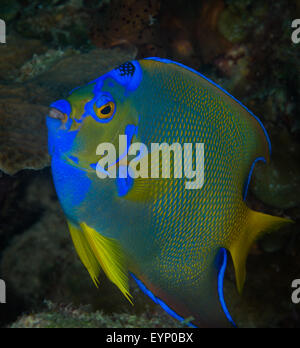 Regina Angelfish )Holacanthus ciliaris)sull'Coporal Meiss sito di immersione, Bonaire, Antille olandesi Foto Stock