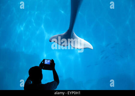 Tianjin, Cina. 1 agosto, 2015. Un visitatore prende la foto di un beluga all'Acquario polare di Tianjin, Cina del nord, e il Agosto 1, 2015. I visitatori possono trascorrere la notte all'acquario, osservando comportamenti notturni di creature marine. Credito: Li Xiang/Xinhua/Alamy Live News Foto Stock