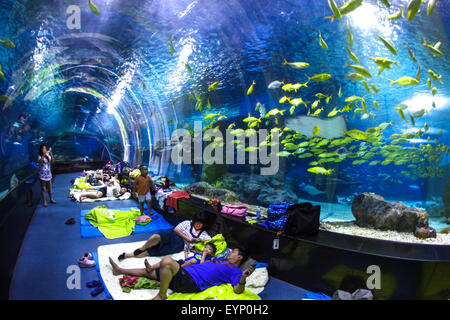 Tianjin, Cina. 1 agosto, 2015. I visitatori trascorrono la notte all'Acquario polare di Tianjin, Cina del nord, e il Agosto 1, 2015. I visitatori possono trascorrere la notte all'acquario, osservando comportamenti notturni di creature marine. Credito: Li Xiang/Xinhua/Alamy Live News Foto Stock