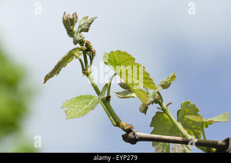 Monferrato, in Piemonte: bud e foglie di uva. Foto Stock