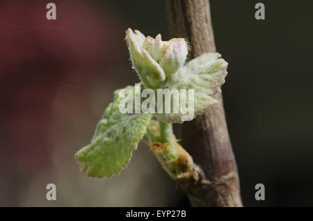 Monferrato, in Piemonte: bud e foglie di uva. Foto Stock