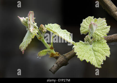 Monferrato, in Piemonte: bud e foglie di uva. Foto Stock