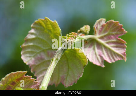 Monferrato, in Piemonte: bud e foglie di uva. Foto Stock