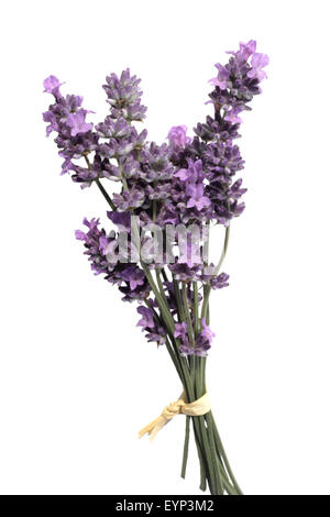 Lavendel;; Lavendula angustifolia; Foto Stock