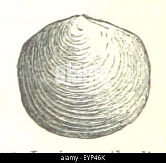 Contorni di geologia ... Seconda edizione riveduta, etc immagine presa da pagina 336 di "contorni di geologia Foto Stock