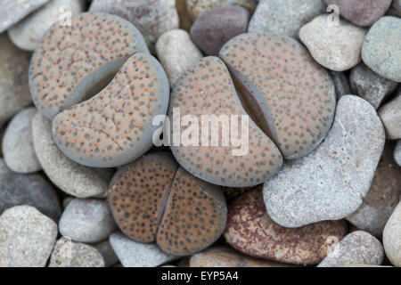 Impianto di pietra, Lithops fulviceps lactinea ssp Foto Stock