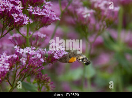 Colibrì Hawk-moth alimentazione su valeriana Foto Stock