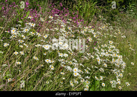 Occhio di bue margherite e altri fiori a lato di una fattoria via Foto Stock