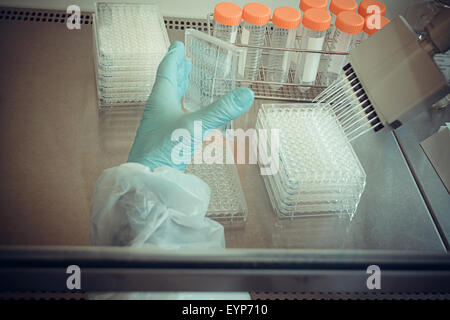 Tecnico di laboratorio lavora con pipetta multipozzetto, vista dall'alto Foto Stock