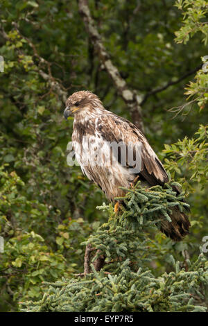 I capretti aquila calva appollaiato in pino Foto Stock