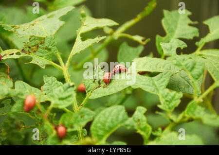 Brutto giovani Colorado Maggiolini su foglie di patate Foto Stock