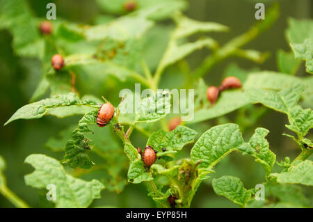 Brutto giovani Colorado Maggiolini su foglie di patate Foto Stock