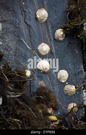 Le patelle comune su un piccolo scalo Loch Ginestra vicino a Ullapool Wester Ross Scozia Scotland Foto Stock