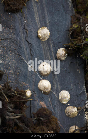 Le patelle comune su un piccolo scalo Loch Ginestra vicino a Ullapool Wester Ross Scozia Scotland Foto Stock