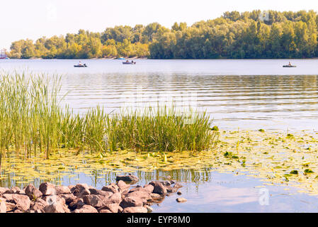 Giallo Nuphar lutea e Typha latifolia nel fiume Dnieper sotto il caldo sole estivo Foto Stock