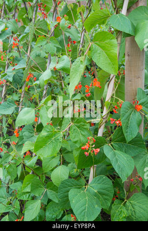 Runner bean, 'Scarlet Imperatore' con i fiori crescono il supporto di canna. Foto Stock