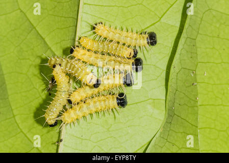 I bruchi del Hewitson Longwing della farfalla Foto Stock