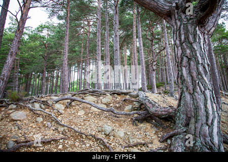 Loch un bosco Eilein albero radici Scotland Regno Unito Foto Stock