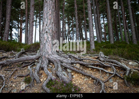 Loch un bosco Eilein albero radici Scotland Regno Unito Foto Stock