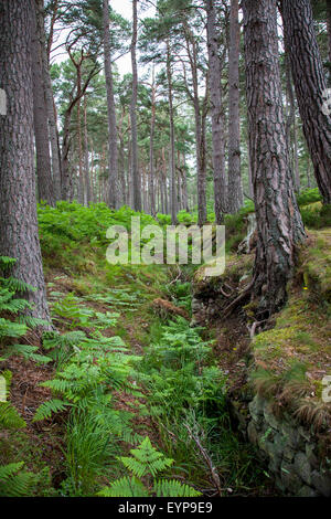 Loch un bosco Eilein Scotland Regno Unito Foto Stock