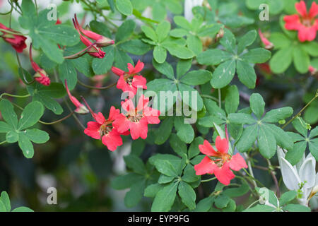 Tropaeolum speciosum fiori. Foto Stock