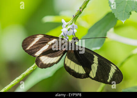 Un adulto Hewitson Longwing della farfalla Foto Stock