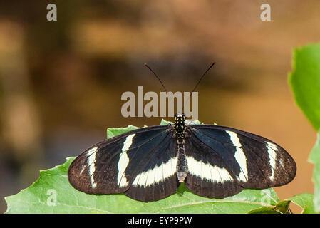 Un adulto Hewitson Longwing della farfalla Foto Stock