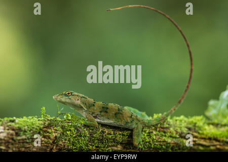 Un verde Anole lizard in appoggio su di un ramo Foto Stock