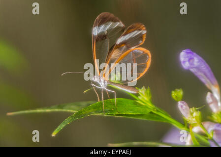 Un maschio Clearwing butterfly a riposo Foto Stock