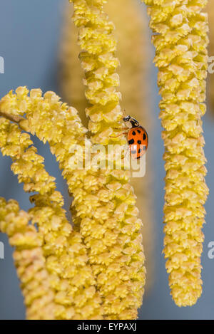 Un Arlecchino coccinella sul nocciolo amenti Foto Stock