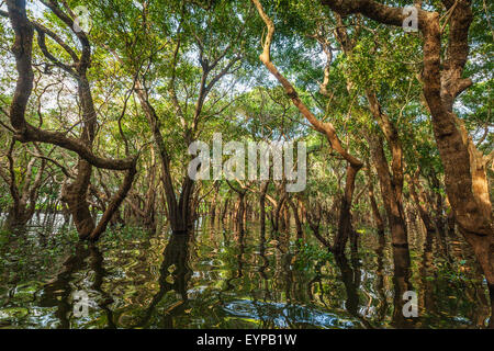 Inondati di alberi di mangrovia nella foresta di pioggia Foto Stock