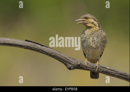 Eurasian spasmodico - Jynx Torquilla - Torcicolo - bird Foto Stock