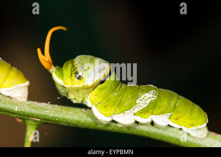 Un bruco di agrumi a farfalla a coda di rondine Foto Stock