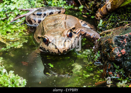 Una centrale di American Bullfrog strisciando fuori di un laghetto. Foto Stock