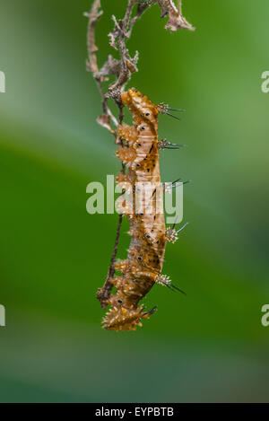 Una larva del marmorizzato Leafwing butterfly Foto Stock